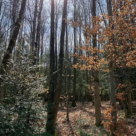 Appartamento Lindners Hideaways - Gutshof Pine Retreat - Blick Ins Gruene - Sauna - In - Terrasse - Garten Mit Rehgehege - Fruehstueck - - Arber - Osser - Bis 5 Pers Hohenwarth